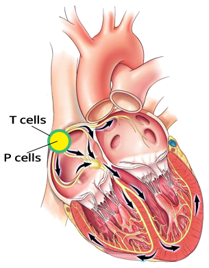 sinus node, P cells, T cells