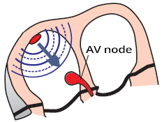 atria, SA node, AV node